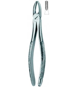 Incisors and Cuspids 1