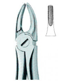 Incisors and Bicuspids 2