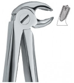 Lower Molars, Right 23