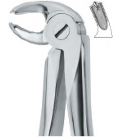 Lower Molars,Left 24