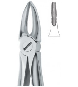 Upper roots and Incisors 29