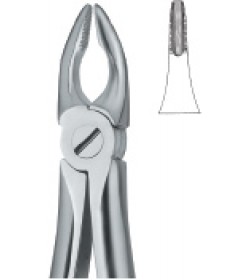 Incisors and Bicuspids 34N