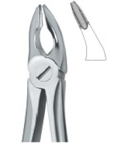 Incisors and Bicuspids 35N