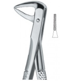 Incisors and Roots ,Slender Jaw74XN