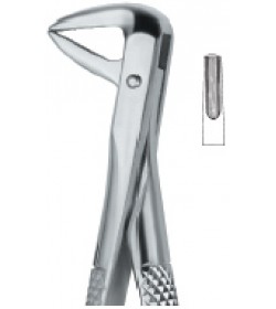 Incisors and Bicuspids