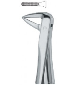 Incisors and roots , with fine beak 74N