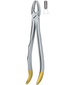 Incisors and cuspids 1