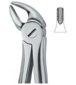 Incisors and Cuspids 38