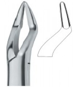 Parmly Molars and Bicuspids , Roots 32A