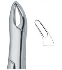 Teeth and Roots,Universal also for Children 62