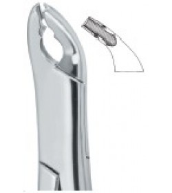 Bicuspids and Incisors , Roots 151AS